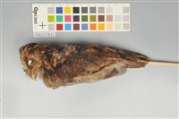 藏品(黃嘴角鴞)的圖片